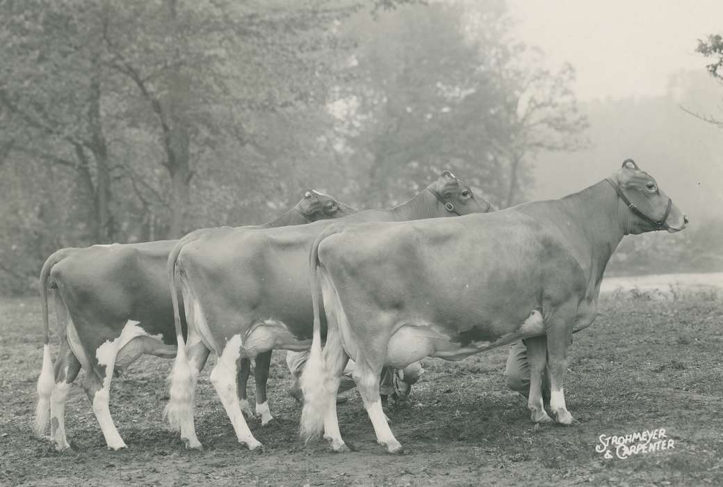 Iowa, history, Photos, cattle congress, Black Hawk, IA, cow, Animals, ia, historic, United States, Grout Museum of History and Science, outside, guernsey cow, Waterloo, national cattle congress