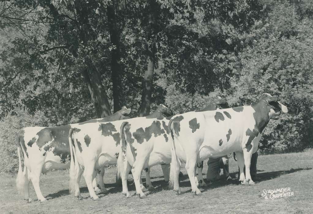 national cattle congress, Animals, cattle congress, Photos, history, ia, IA, historic, Black Hawk, ayrshire cow, Iowa, Waterloo, Grout Museum of History and Science, cows, United States