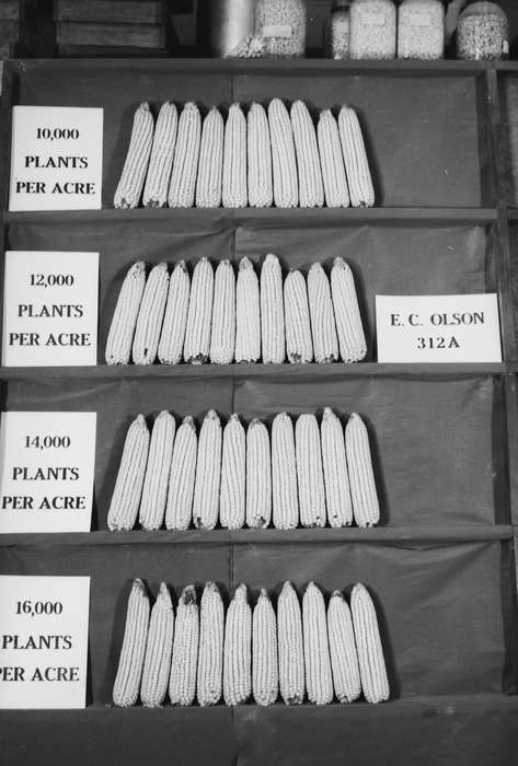 Iowa, IA, United States, Photos, historic, Coon Rapids, history, ia, Coon Rapids Enterprise, corn