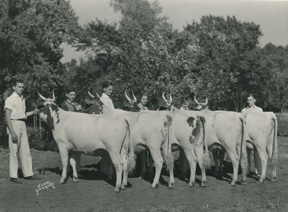 Animals, Photos, history, ia, IA, historic, Black Hawk, ayrshire cow, Iowa, Waterloo, Grout Museum of History and Science, cows, United States