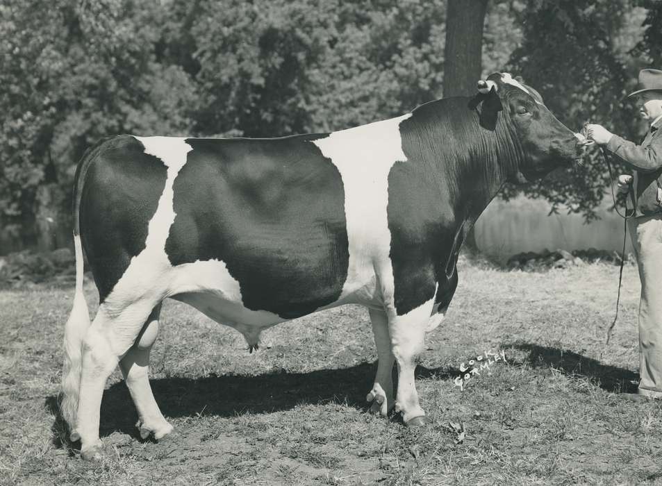 history, Photos, cattle congress, Black Hawk, IA, ia, holstein, Animals, historic, holstein bull, bull, United States, Grout Museum of History and Science, Waterloo, Iowa, national cattle congress