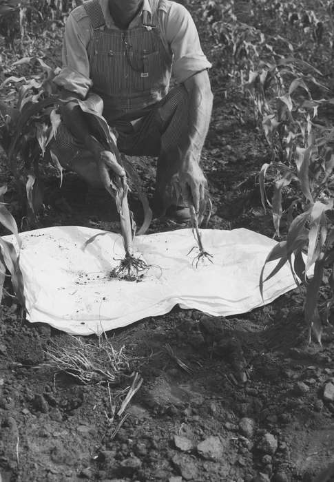 Portraits - Individual, Iowa, IA, United States, Photos, historic, Labor and Occupations, Coon Rapids, Farms, history, ia, Coon Rapids Enterprise, corn field, corn