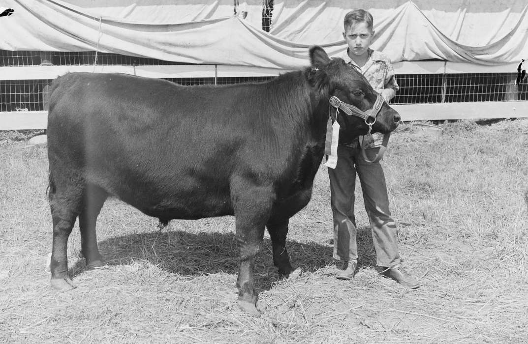 United States, history, ia, Photos, bull, Coon Rapids Enterprise, Animals, historic, Iowa, IA, Coon Rapids