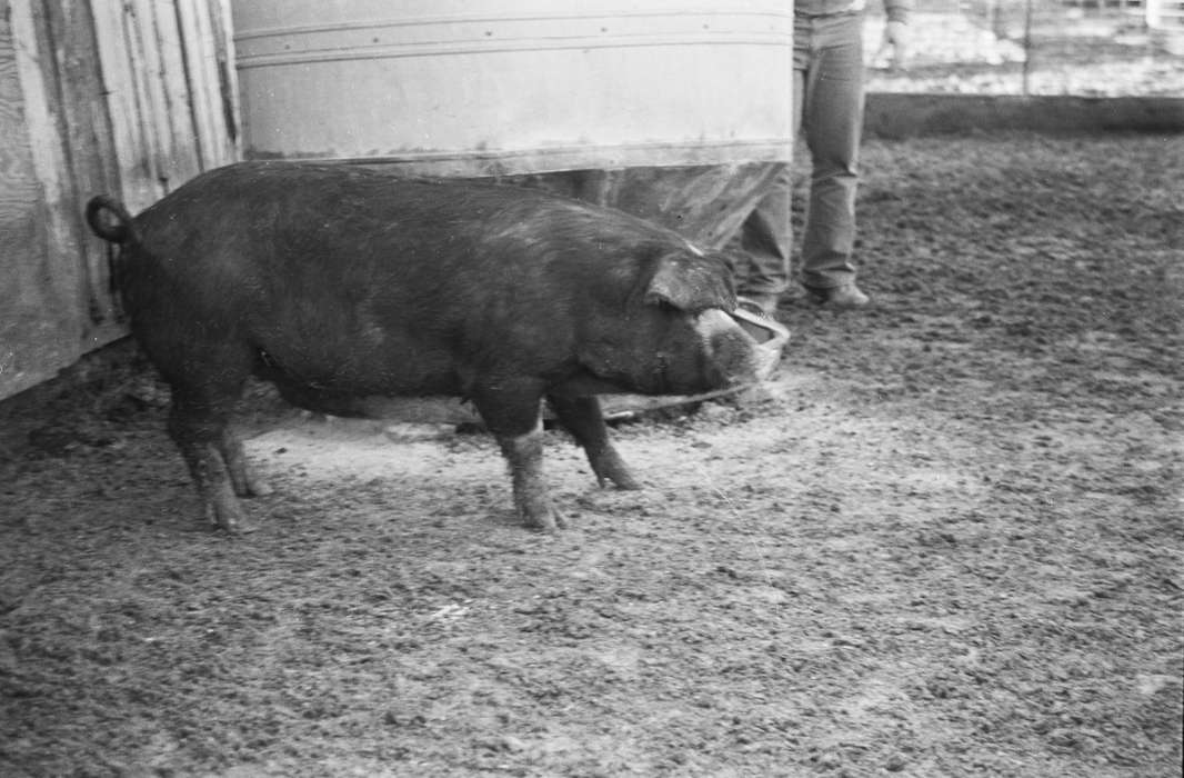 Farms, Coon Rapids Enterprise, Coon Rapids, Iowa, Animals, historic, pig, pig farm, United States, ia, history, Photos, IA, hog