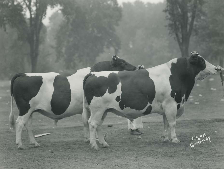 history, Photos, cattle congress, Black Hawk, IA, ia, holstein, Animals, historic, holstein bull, bull, United States, Grout Museum of History and Science, Waterloo, Iowa, national cattle congress