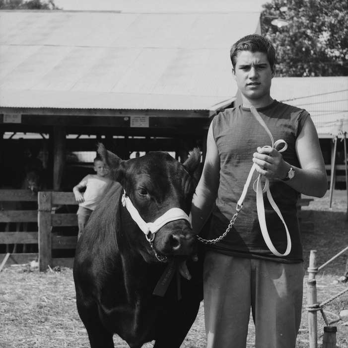 cow, ia, Barns, Iowa, Portraits - Individual, IA, Animals, history, Coon Rapids, Photos, Coon Rapids Enterprise, historic, United States, dairy cow