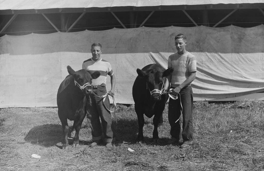 Portraits - Group, United States, history, ia, Photos, Coon Rapids Enterprise, Animals, historic, Iowa, cows, IA, Coon Rapids
