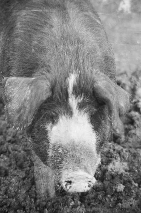 Coon Rapids Enterprise, Coon Rapids, Iowa, Animals, historic, pig, pig farm, United States, ia, history, Photos, IA