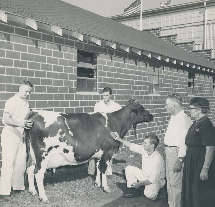 Animals, Photos, history, ia, IA, historic, Black Hawk, ayrshire cow, cow, Iowa, Waterloo, Grout Museum of History and Science, United States