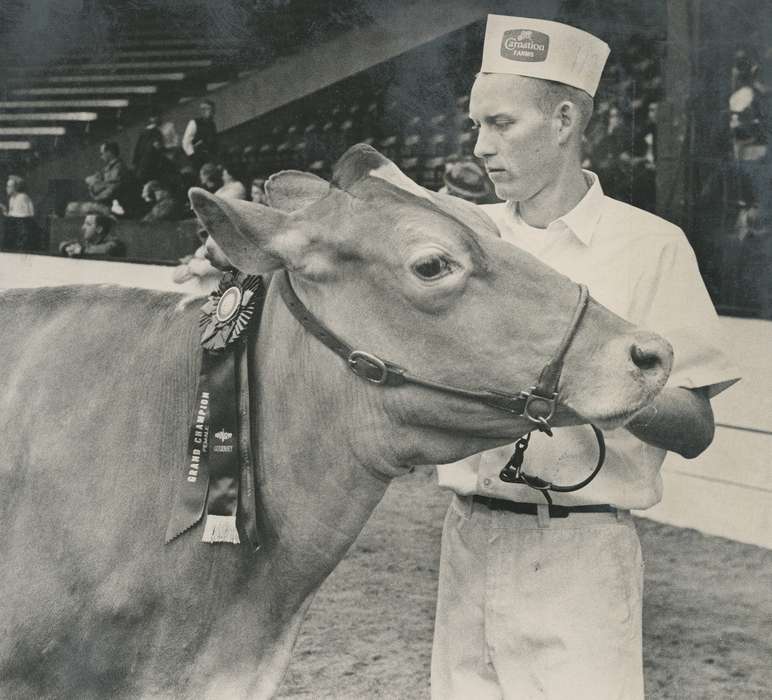 cattle congress, IA, historic, Animals, United States, guernsey cow, Waterloo, champion, national cattle congress, history, Photos, Black Hawk, cow, ia, winner, Grout Museum of History and Science, ribbon, Iowa, carnation farms
