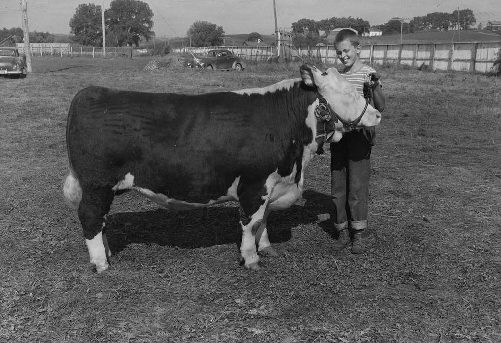 cow, United States, history, ia, Photos, Coon Rapids Enterprise, Animals, historic, Iowa, IA, Coon Rapids