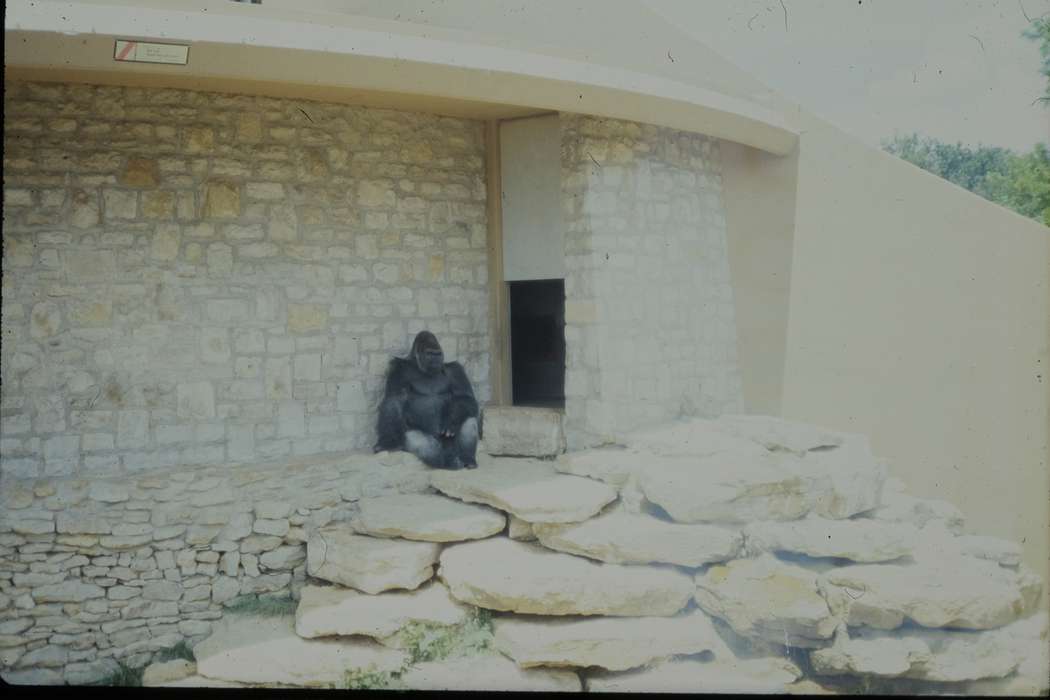 school trip, gorilla, Travel, Animals, history, Iowa, Coon Rapids Enterprise, second grade missouri trip, stone wall, Photos, ia, United States, missouri trip, stone, zoo, stone building, MO, historic