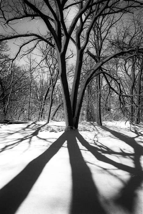 Lemberger, LeAnn, Winter, shadow, Iowa History, snow, tree, Iowa, Landscapes, history of Iowa, Ottumwa, IA