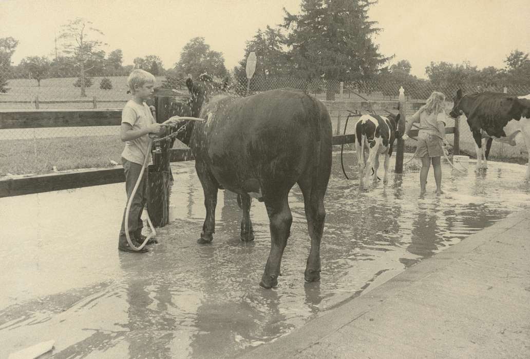 Waverly Public Library, cow, hose, Animals, Iowa, Children, Iowa History, Waverly, IA, history of Iowa, cows, Fairs and Festivals