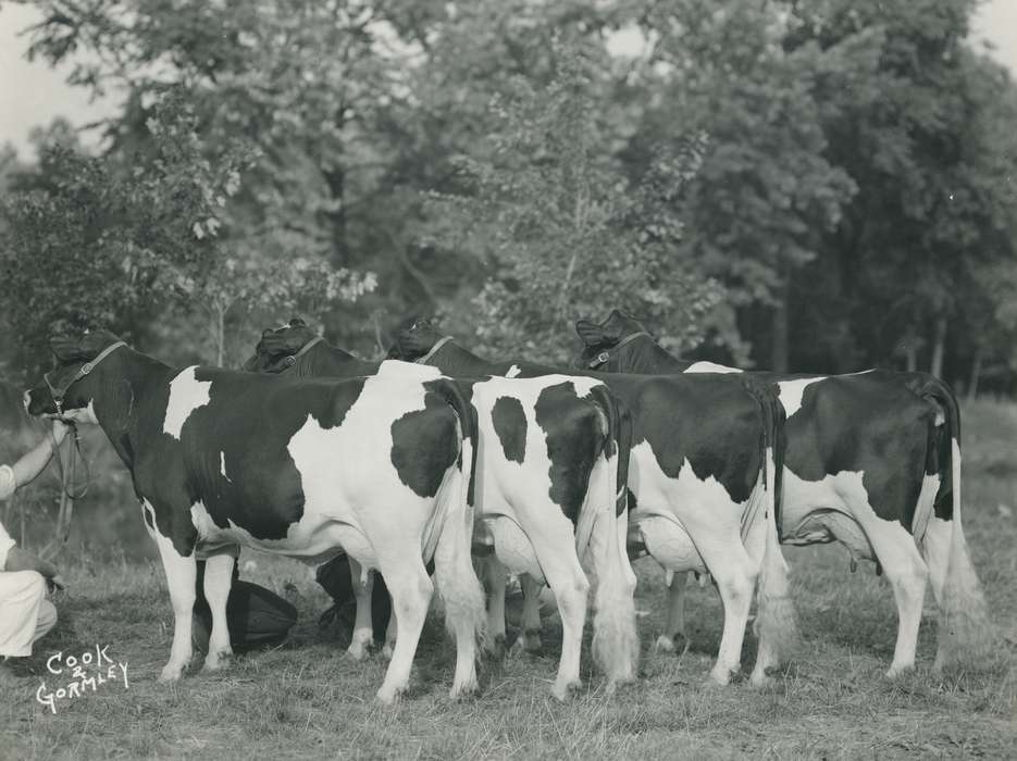 history, holstein cow, cow butt, cattle congress, Black Hawk, Photos, IA, cow, holstein, Animals, ia, historic, United States, Grout Museum of History and Science, Waterloo, Iowa, national cattle congress