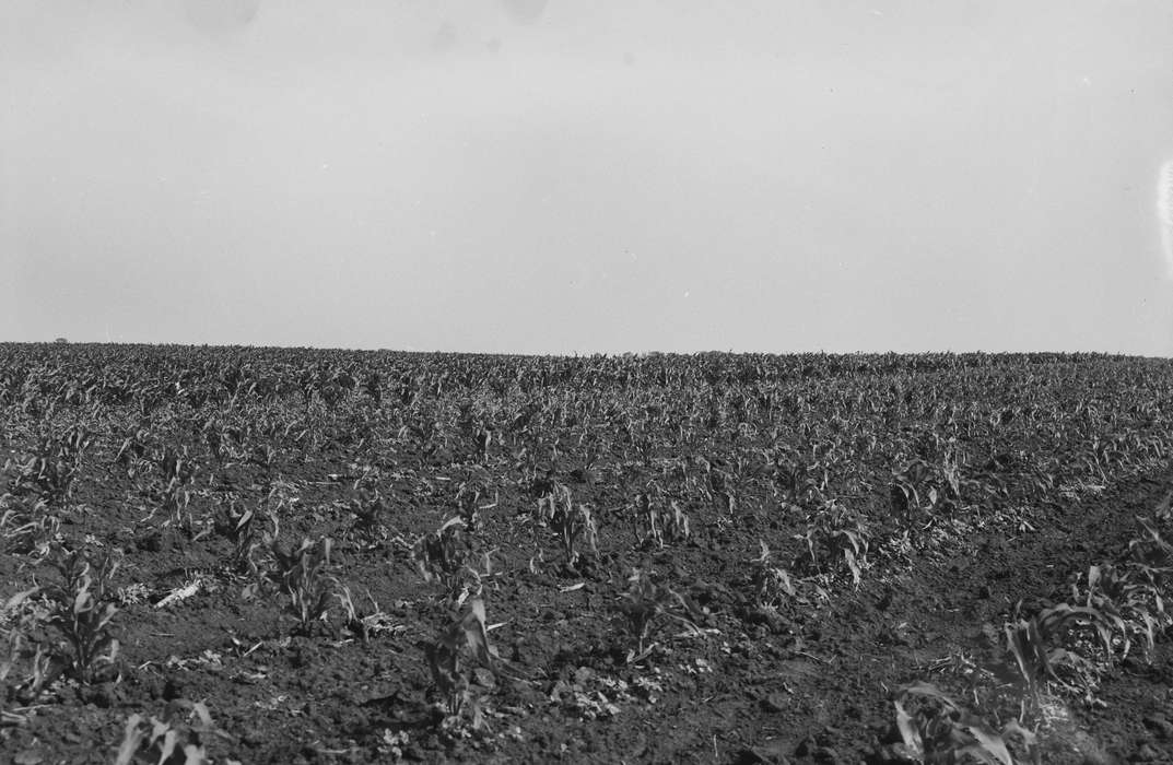 Iowa, IA, United States, Photos, historic, Coon Rapids, Farms, history, ia, Coon Rapids Enterprise, corn field, Landscapes, corn