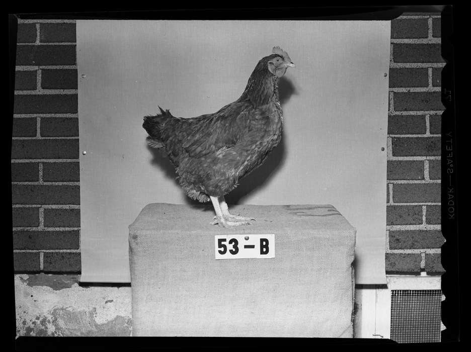 animal, Iowa History, creature, chicken, Archives & Special Collections, University of Connecticut Library, Iowa, Storrs, CT, history of Iowa