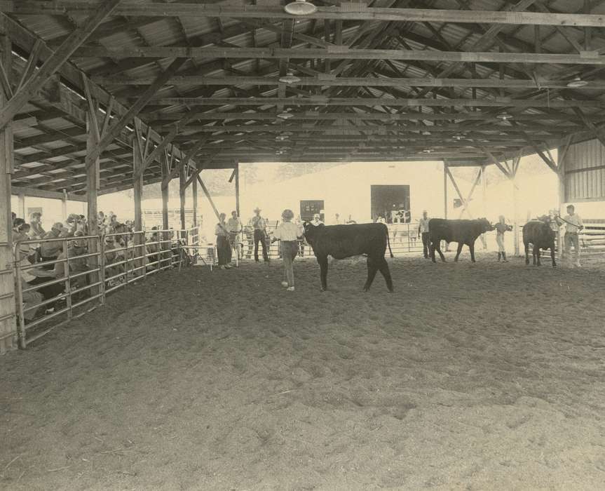 Waverly, IA, history of Iowa, Waverly Public Library, Iowa History, Animals, contest, cow, Entertainment, Fairs and Festivals, cows, show, Iowa
