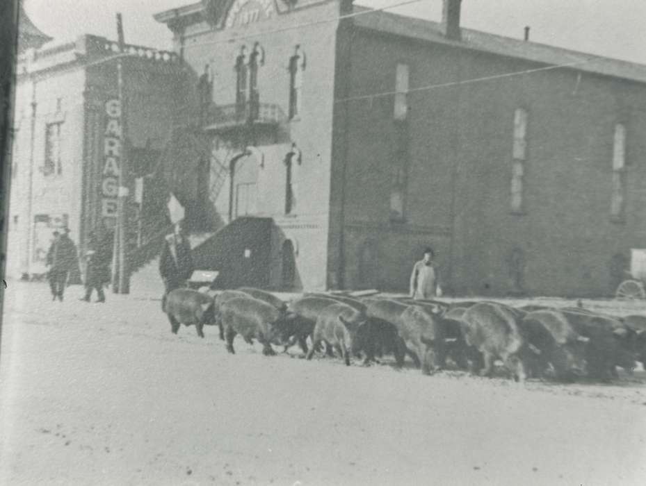 hog drive, Waverly Public Library, Cities and Towns, car dealership, Iowa History, hogs, Main Streets & Town Squares, Animals, Labor and Occupations, Iowa, history of Iowa, Businesses and Factories