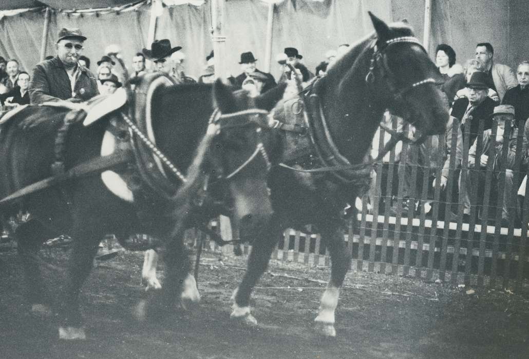 national cattle congress, Animals, cattle congress, Photos, history, ia, IA, historic, horse, Black Hawk, Iowa, horse show, Waterloo, horse team, Fairs and Festivals, Grout Museum of History and Science, United States