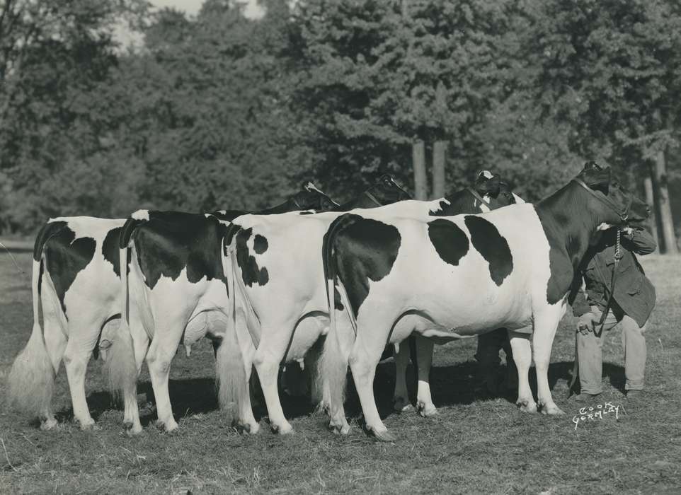 history, holstein cow, cow butt, cattle congress, Black Hawk, Photos, IA, cow, holstein, Animals, ia, historic, United States, Grout Museum of History and Science, Waterloo, Iowa, national cattle congress