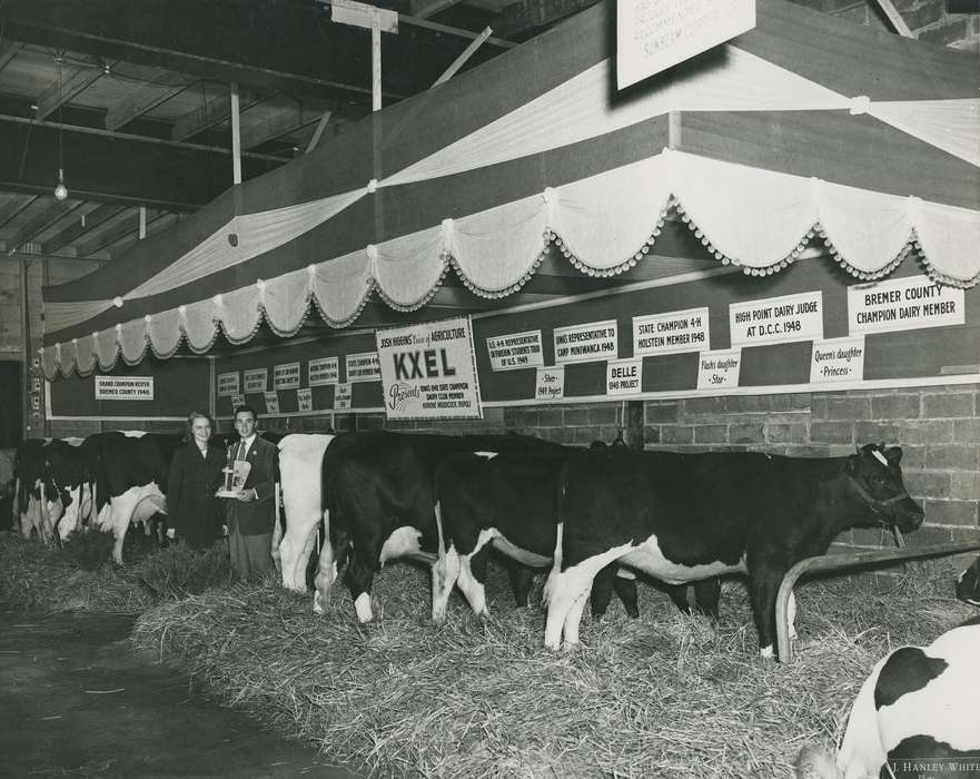 history, holstein cow, Photos, cattle congress, Black Hawk, IA, cow, holstein, Animals, Fairs and Festivals, ia, historic, United States, Grout Museum of History and Science, Waterloo, Iowa, national cattle congress
