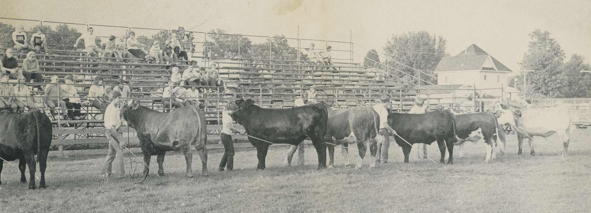 cows, Fairs and Festivals, Animals, Waverly Public Library, county fair, Iowa History, Waverly, IA, Iowa, history of Iowa