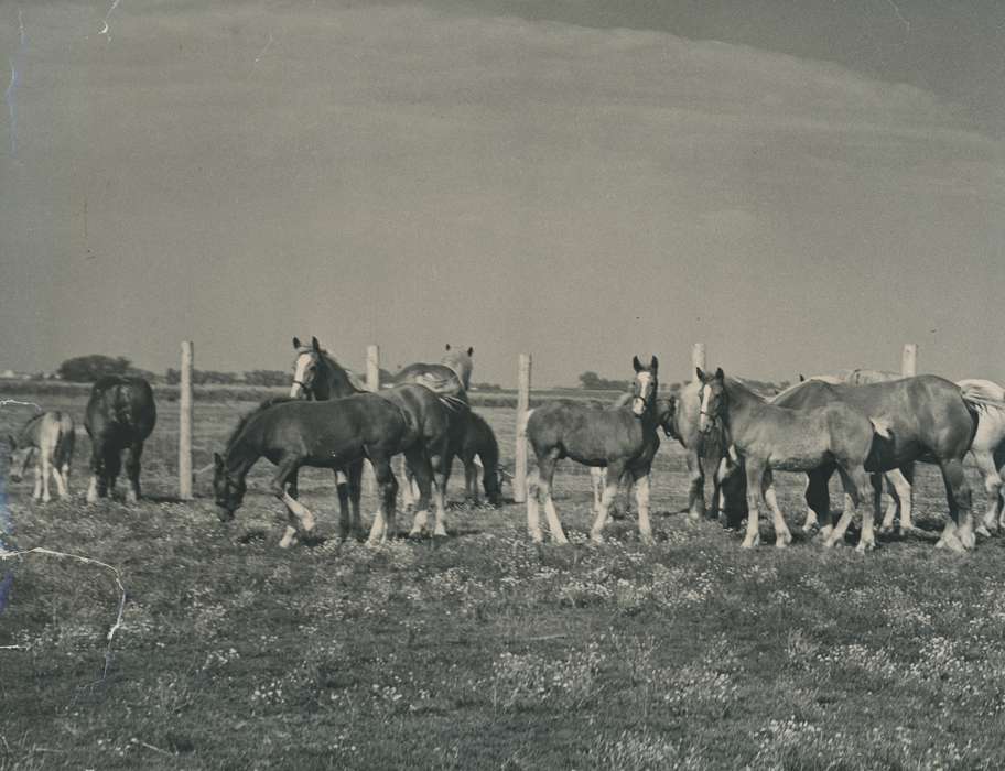 national cattle congress, Animals, cattle congress, fence, pasture, Photos, history, ia, IA, historic, horse, Black Hawk, Iowa, Farms, Waterloo, Grout Museum of History and Science, United States