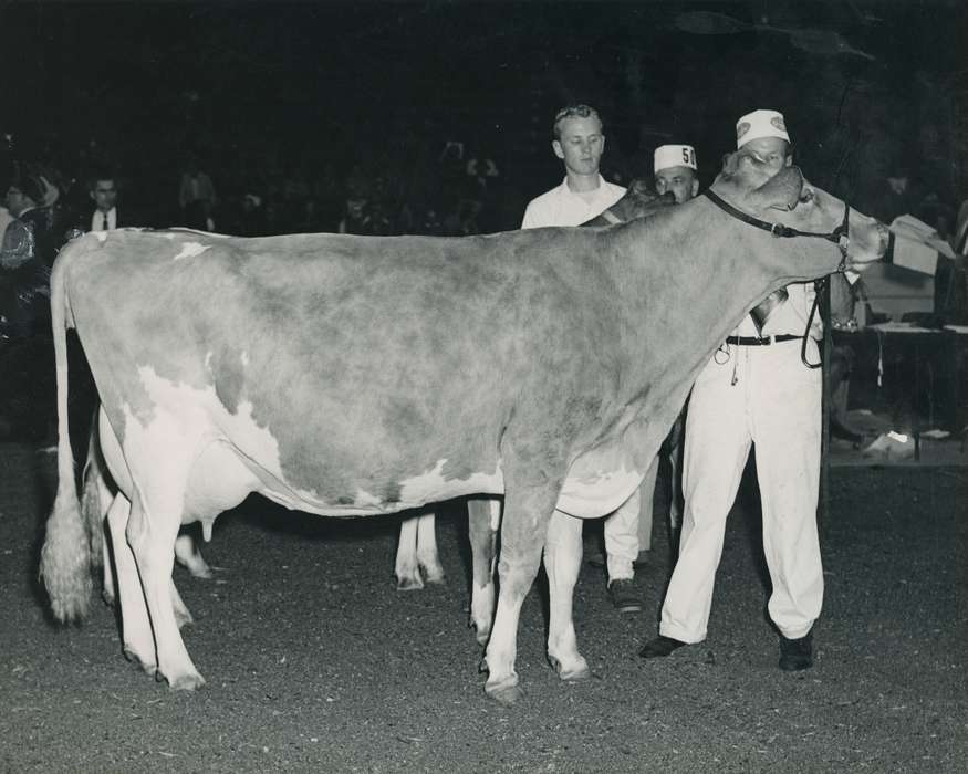 man, cattle congress, IA, historic, Animals, United States, guernsey cow, Waterloo, national cattle congress, history, Photos, Black Hawk, cow, ia, Grout Museum of History and Science, hat, Iowa, carnation farms