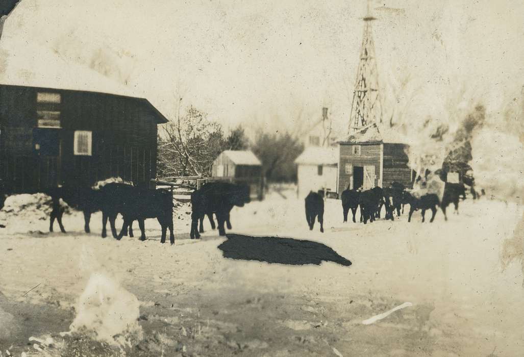Barns, snow, Animals, cattle, Iowa History, Iowa, Neessen, Ben, history of Iowa, IA