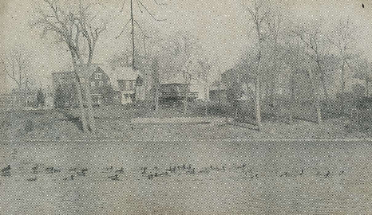 ducks, Iowa History, Lakes, Rivers, and Streams, history of Iowa, Waverly Public Library, Animals, cedar river, Iowa, Homes, IA
