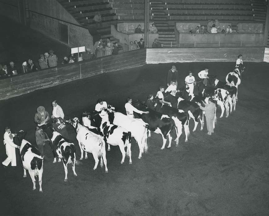 show, cow butt, cattle congress, IA, historic, Animals, holstein, United States, Waterloo, national cattle congress, history, holstein cow, Photos, Black Hawk, cow, Fairs and Festivals, ia, Grout Museum of History and Science, Iowa