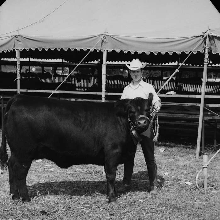 cow, ia, Iowa, history, Portraits - Individual, IA, Animals, Coon Rapids, Photos, Coon Rapids Enterprise, historic, United States, Fairs and Festivals, dairy cow