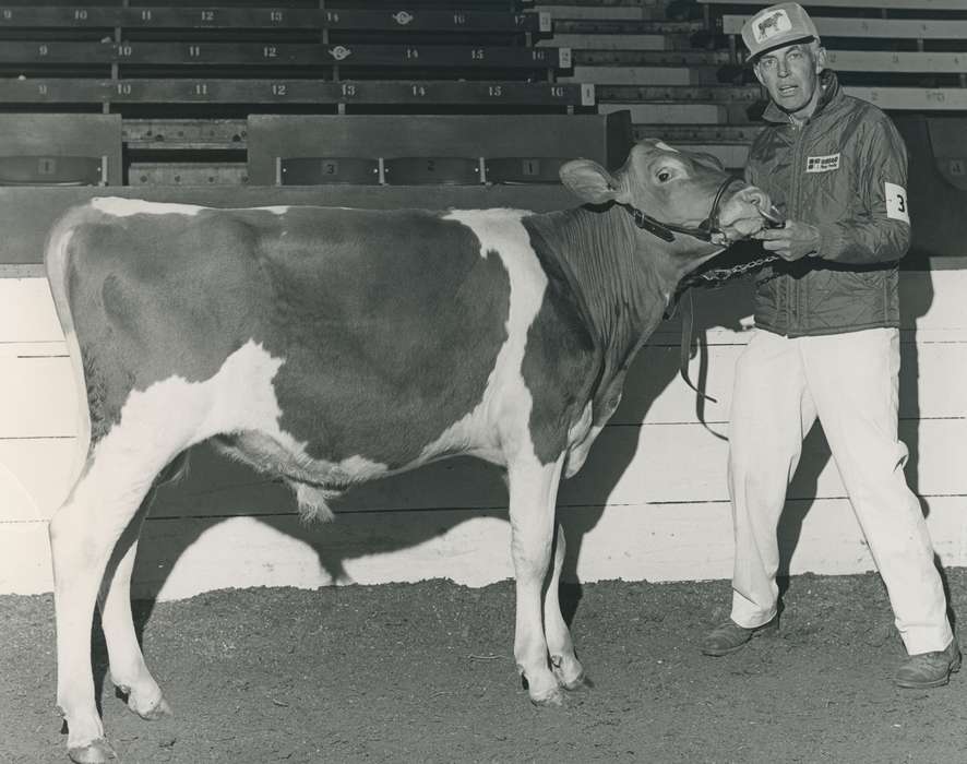 man, cattle congress, IA, historic, Animals, bull, United States, Waterloo, national cattle congress, jacket, history, guernsey bull, Photos, Black Hawk, ia, Grout Museum of History and Science, hat, Iowa