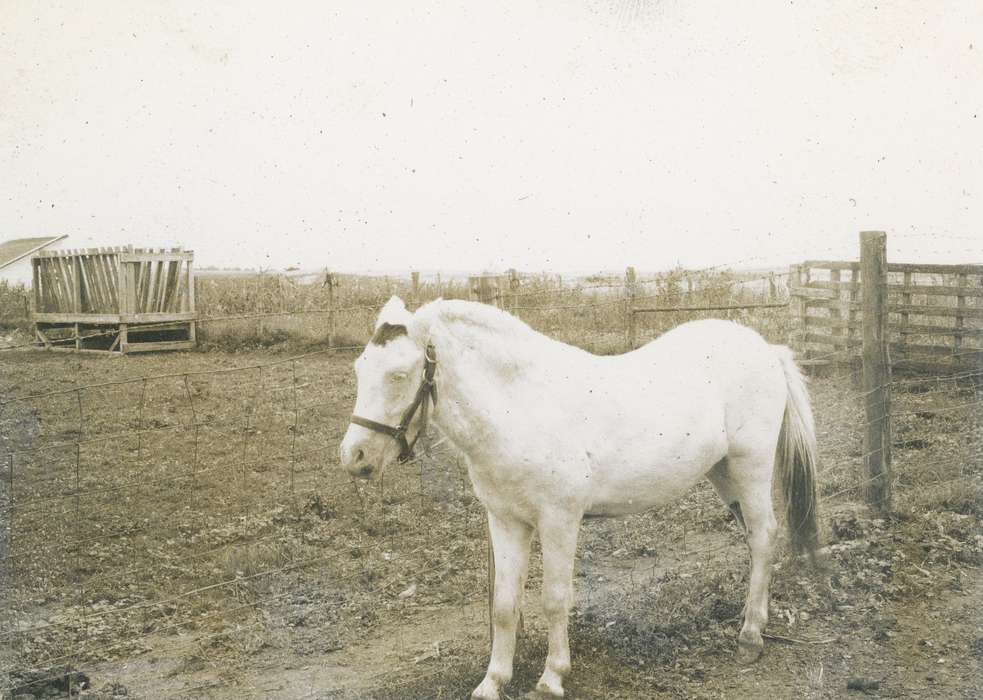 Farms, fence, history, historic, ia, Iowa, Coon Rapids Enterprise, Landscapes, horse, Animals, Photos