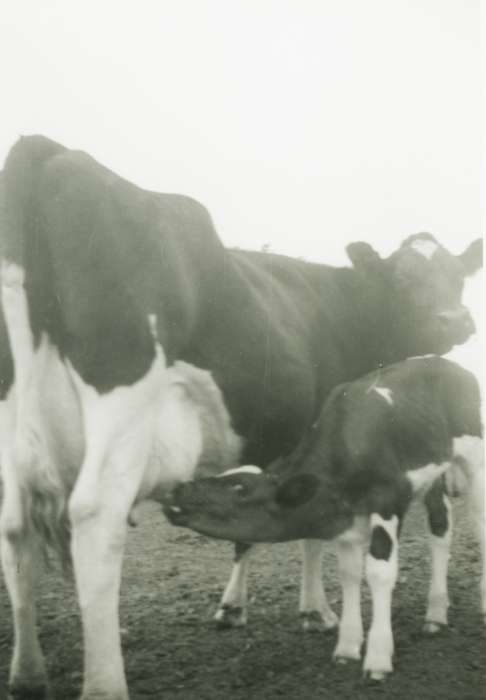 cow, New Hampton, IA, calf, Animals, history of Iowa, Iowa History, Brus, Mildred, Iowa