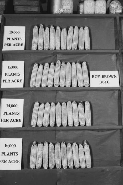 Iowa, IA, United States, Photos, historic, Coon Rapids, history, ia, Coon Rapids Enterprise, corn