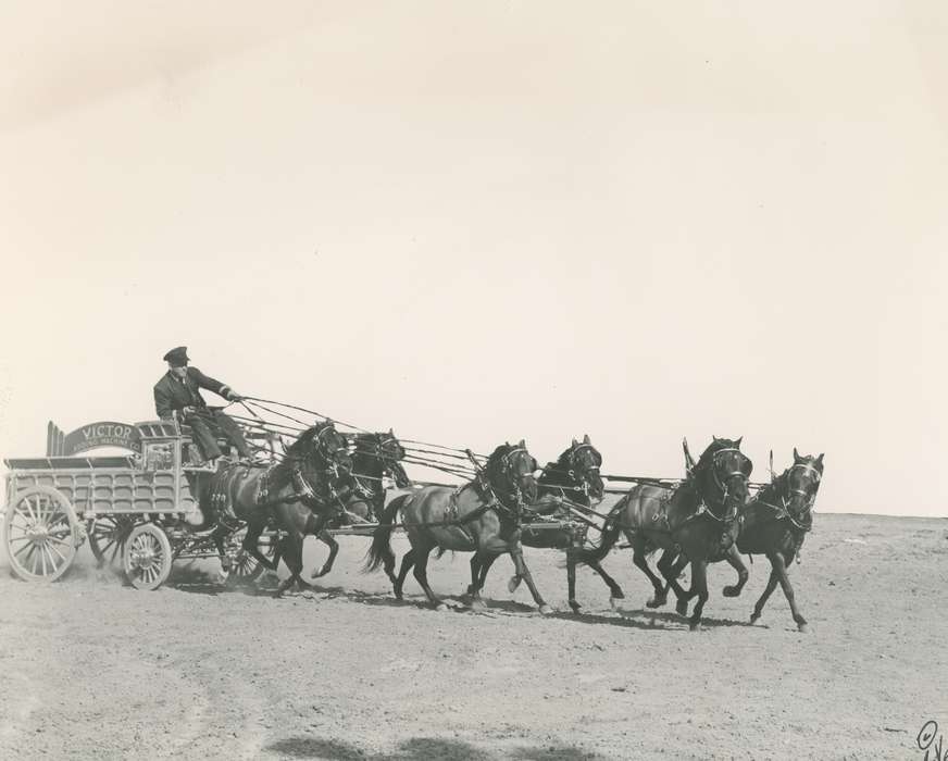 national cattle congress, Animals, cattle congress, Photos, horse drawn wagon, history, ia, IA, historic, Black Hawk, Iowa, horse show, Waterloo, horse team, Fairs and Festivals, Grout Museum of History and Science, United States