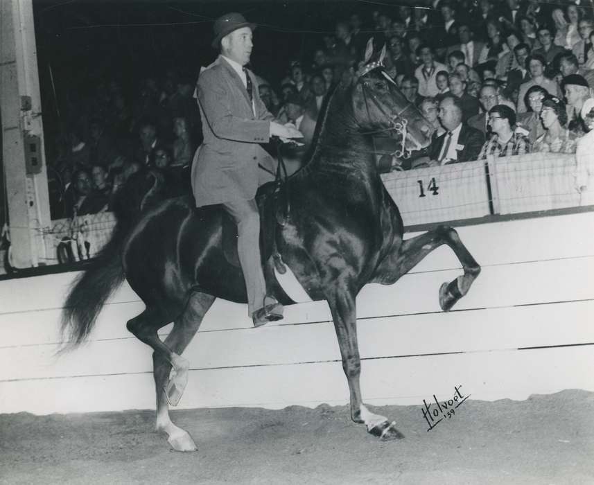 Animals, Photos, history, ia, historic, horse, audience, Iowa, adult man, national cattle congress, cattle congress, IA, Black Hawk, horse show, Waterloo, Fairs and Festivals, Grout Museum of History and Science, United States