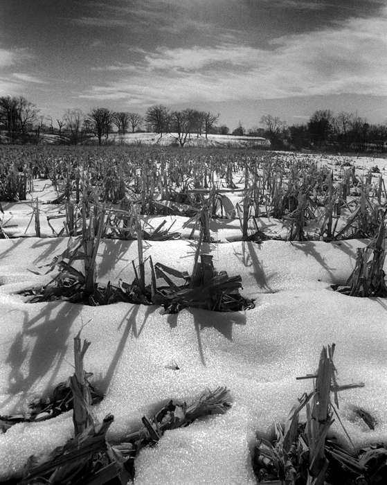 Lemberger, LeAnn, Landscapes, field, Ottumwa, IA, corn, history of Iowa, Iowa, Winter, Iowa History, snow, Farms