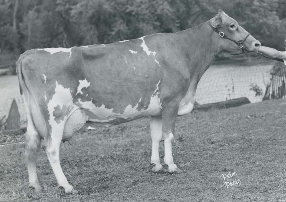 Iowa, history, Photos, cattle congress, Black Hawk, IA, cow, Animals, ia, historic, United States, Grout Museum of History and Science, guernsey cow, Waterloo, national cattle congress