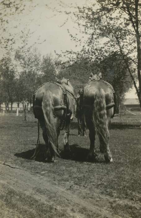 Mortenson, Jill, Animals, Farms, Iowa History, Iowa, Macey, IA, history of Iowa, horse