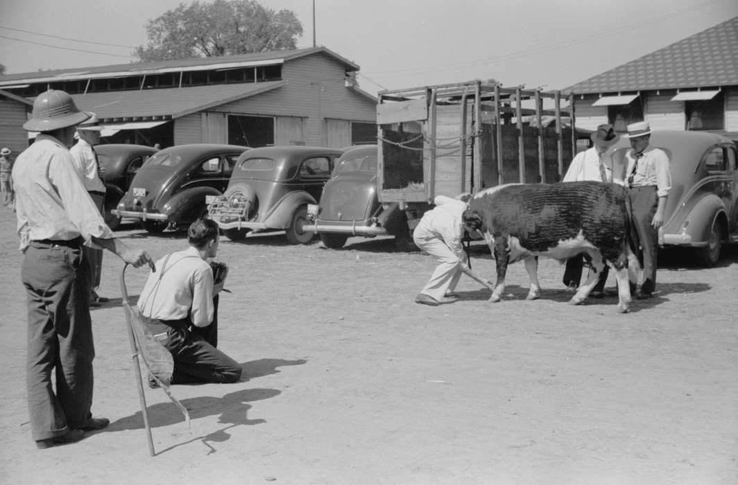 4-h, champion, Motorized Vehicles, photographer, Fairs and Festivals, Animals, Library of Congress, Labor and Occupations, bull