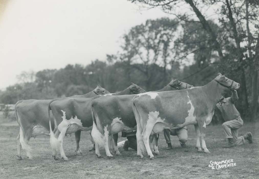 Iowa, history, man, Photos, cattle congress, Black Hawk, IA, cow, Animals, ia, historic, United States, Grout Museum of History and Science, outside, guernsey cow, Waterloo, national cattle congress
