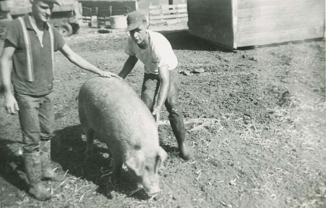 pig, Cedar Rapids, IA, hog, Labor and Occupations, Animals, boots, mud, Iowa, Weber, Karen and Kenny, Iowa History, farmer, history of Iowa, Farms
