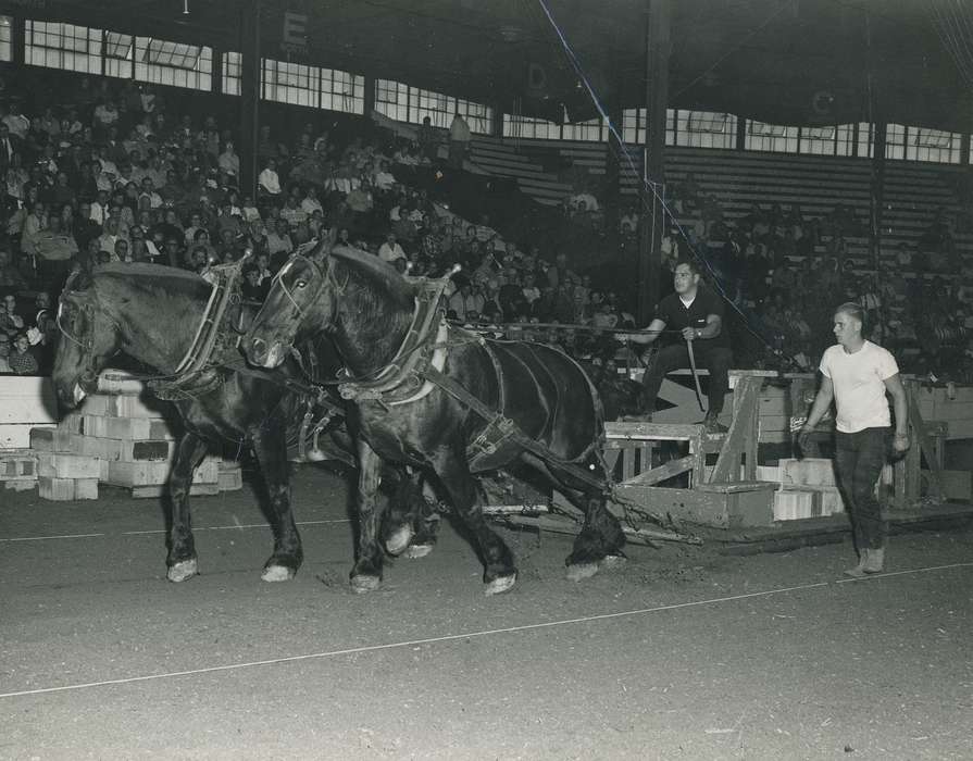 Animals, horse pull, Photos, history, ia, historic, audience, Iowa, adult man, national cattle congress, horses, cattle congress, IA, Black Hawk, horse show, Waterloo, horse team, Fairs and Festivals, Grout Museum of History and Science, United States