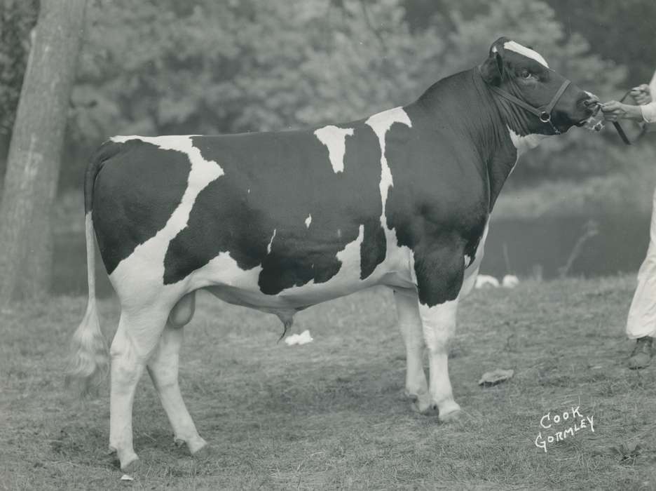Waterloo, United States, national cattle congress, Grout Museum of History and Science, Photos, historic, holstein, history, holstein bull, IA, Black Hawk, ia, Iowa, Animals, bull, cattle congress