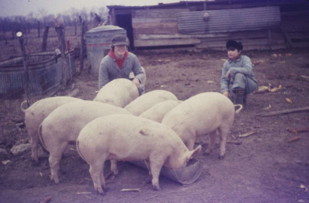 Farms, Animals, hogs, pigs, history of Iowa, Iowa History, Iowa, hog, Pate, Linda, Mediapolis, IA
