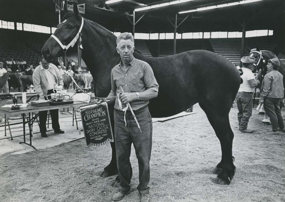 Animals, Photos, history, ia, historic, horse, Iowa, adult man, national cattle congress, cattle congress, award, IA, Black Hawk, draft horse, horse show, Waterloo, Fairs and Festivals, Grout Museum of History and Science, United States