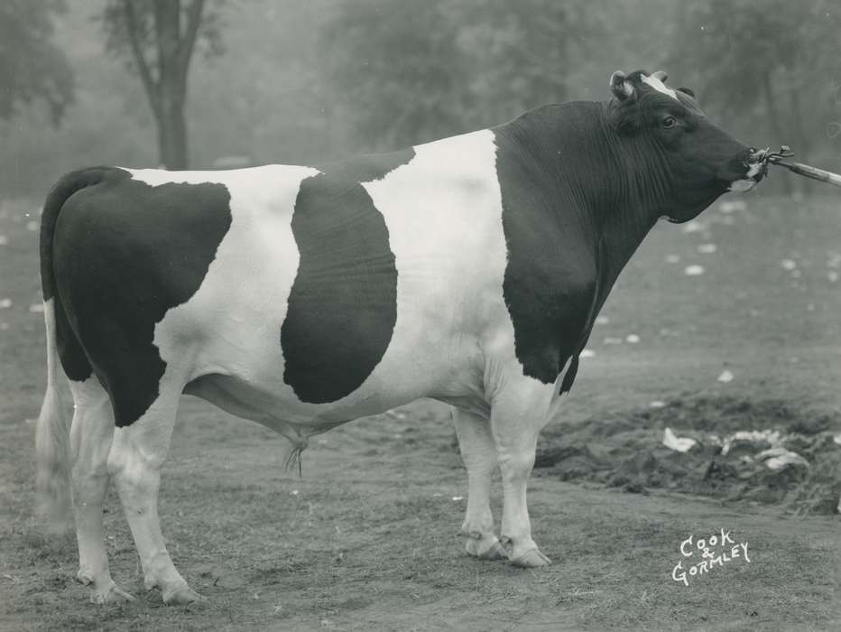 Waterloo, United States, national cattle congress, Grout Museum of History and Science, Photos, historic, holstein, history, holstein bull, IA, Black Hawk, ia, Iowa, Animals, bull, cattle congress
